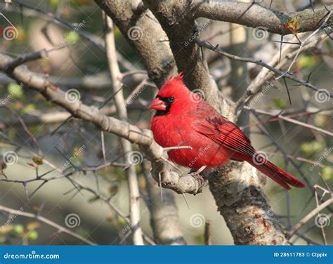 Pássaro Cardinal Vermelho Na árvore Imagem de Stock Imagem de inverno