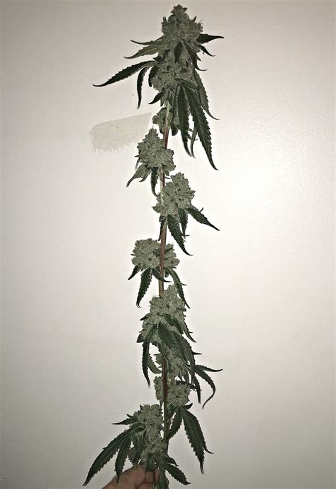 Traffic Jam v1 | Chemmalab