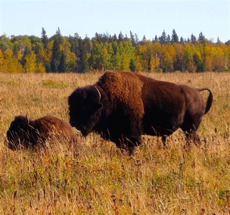 Bison - Riding Mountain National Park, Canada by T. Major American Bison, North American, Riding ...