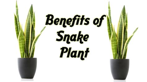 Benefits Of Snake Plant Use Plants For Bedroom You