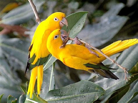 Aves - Imagui