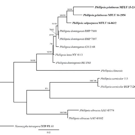 Phylogram Generated From Maximum Likelihood Analysis Of Sequences Of