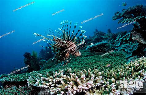 Lionfish Turkeyfish Coral Reef Pterois Volitans Indonesia Raja