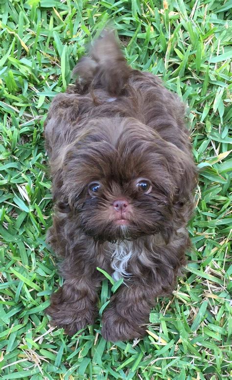 Breeding Shih Tzu Colors - Shih Tzu Dog