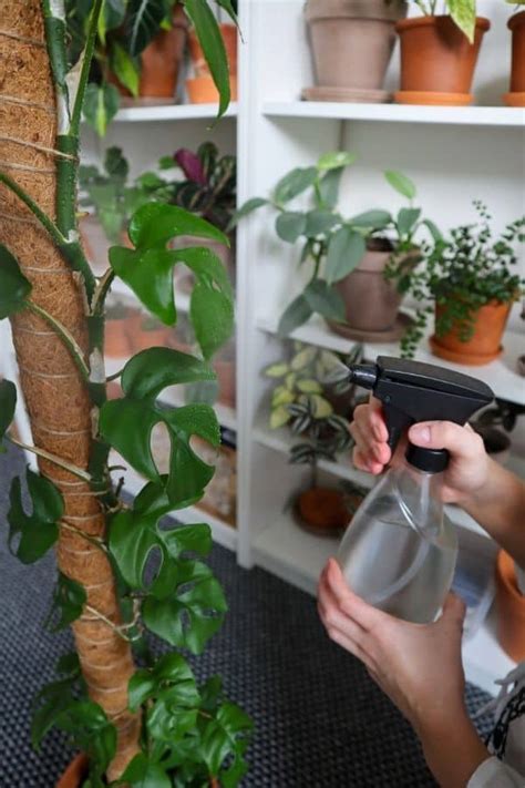 How To Use A Moss Pole For Your Houseplants