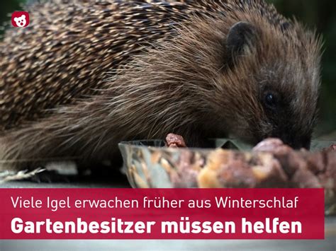 Igel Winterschlaf Frühling Das Fahrgastfernsehen