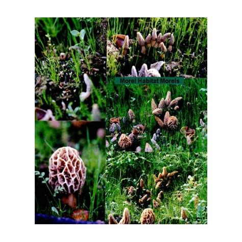 Backyard Morel Mushroom Growing Kit Morel Habitat Kit