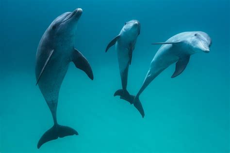 Photo : Les dauphins