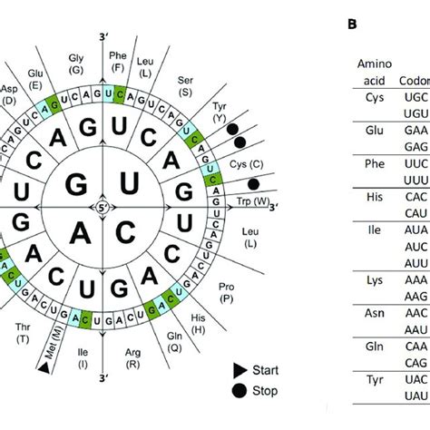 | Codon usage bias in P. patens as compared to other selected ...