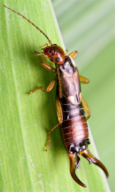 Earwig These Long Glossy Brown Insects Can Be Recognised By The