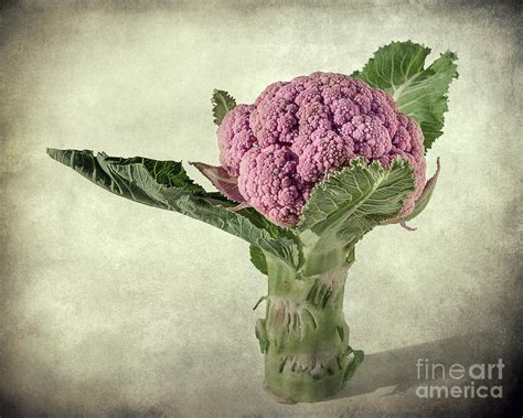 Pink cauliflower Photograph by Barbara Corvino