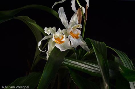 Coelogyne Linda Buckley