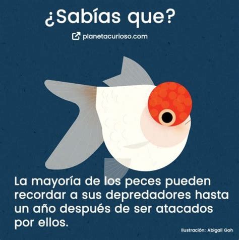 datos curiosos cortos  te dejaran  la boca abierta