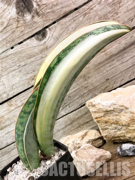 Sh Sansevieria Masoniana White Variegated