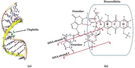 DNA Drug Adduct Formation DNA Cisplatin Structure Was Visualized And