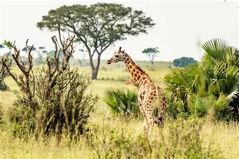 Days Uganda Safari Wildlife Kidepo Valley Murchison Falls