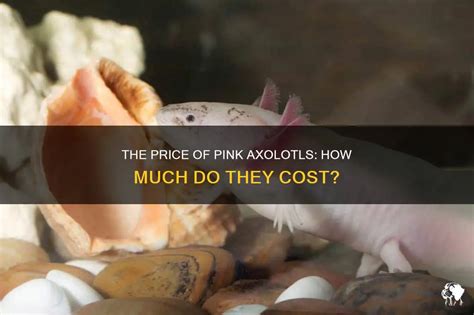 The Price Of Pink Axolotls: How Much Do They Cost? | PetShun