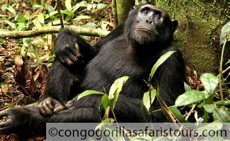 What To Do In Virunga National Park Congo Safari News