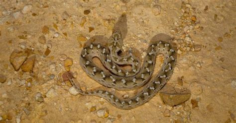 Saw-Scaled Viper Bite: Why it has Enough Venom to Kill 6 Humans & How ...