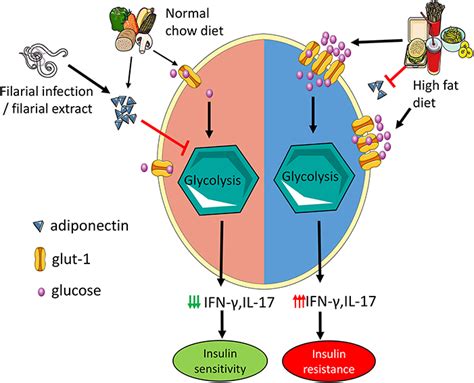 Frontiers Adiponectin Limits Ifn γ And Il 17 Producing Cd4 T Cells In