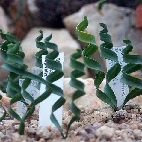 Albuca Spiralis Planter Et Cultiver Ooreka