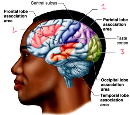 Phys Exam 4 Neuro Flashcards Quizlet