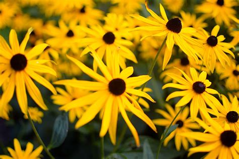 Rudbeckias Blumen Garten Gelbe Kostenloses Foto Auf Pixabay Pixabay