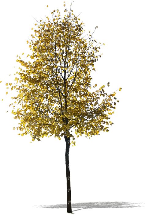 Cut Out Birch With Golden Leaves Cut Out Trees And Plants Vishopper