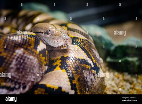 World Record Reticulated Python