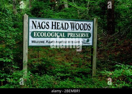 Nags Head Woods, a Nature Conservancy Preserve. Nags Head, North ...