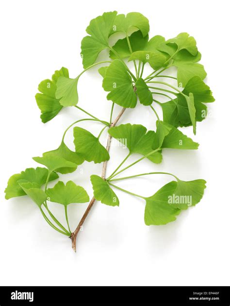 Hojas De Ginkgo Biloba Fotograf As E Im Genes De Alta Resoluci N Alamy