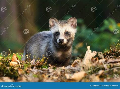 Beautiful baby raccoon dog stock image. Image of snout - 74871433