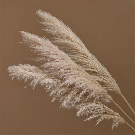 Dried Pampas Grass Selloana In Natural Beige To Ivory Shades Barn Florist Dried Flowers