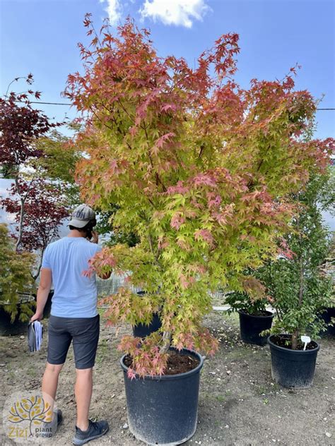 Klon Palmowy Acer Palmatum Sangokaku Cm S Kocin Stary