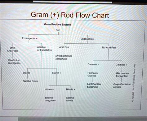 Lama On Twitter Gram Negative Bacteria Flow Chart Hot Sex Picture