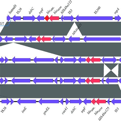 Different Bla Ndm Gene Core Genetic Environments Of The Incx Type