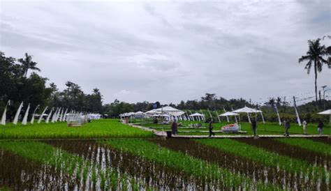 Svargabumi Tempat Wisata Nuansa Hamparan Sawah Nan Indah