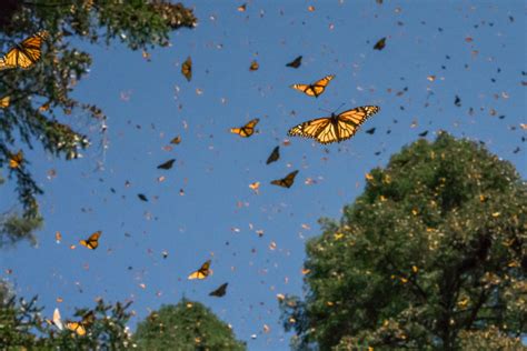 Mariposa monarca la pequeña migratoria que ya resiente los efectos del