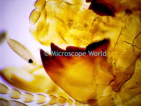 Microscope World Blog: Ants under the Microscope