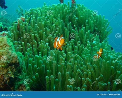 Clown Fish Nemo stock image. Image of protection, deep - 340199