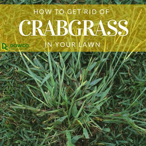 How To Get Rid Of Crabgrass In Lawn