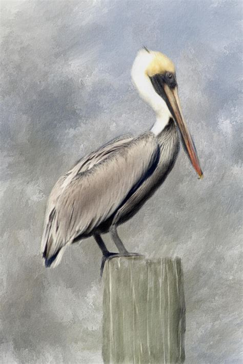 Pelican Painting By Renee Skiba Fine Art America