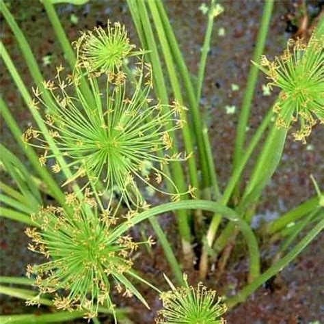 How To Plant And Grow Papyrus Cyperus Papyrus Pond Informer