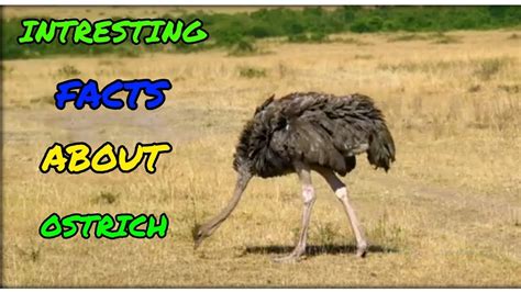 5 Interesting Facts About Ostriches Youtube