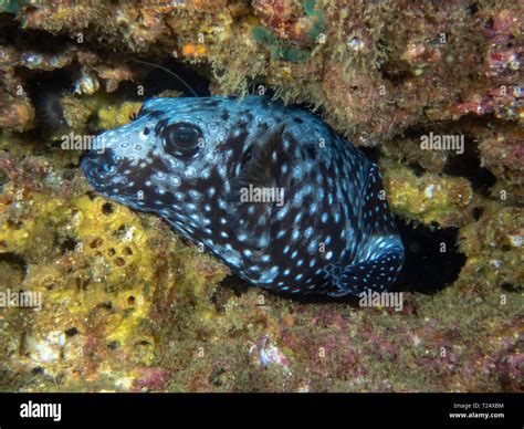 Guineafowl Puffer Arothron Meleagris Stock Photo Alamy