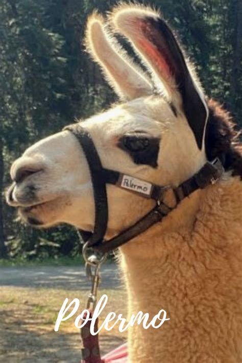 Pack Llamas You May Have Met On The Trail Wallowa Llamas Trek Eastern