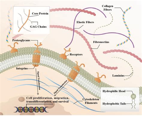 Proteoglycan On Membrane