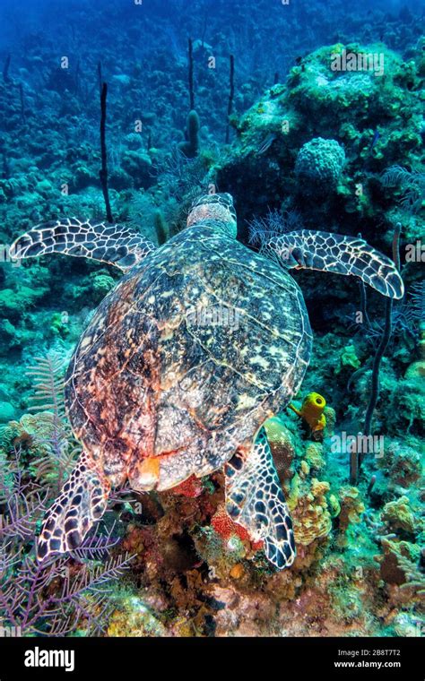 A Hawksbill Sea Turtle Glides Over The Reef Off The Coast Of Grand