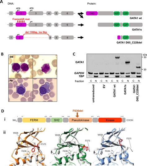 Characterization Of Novel Mutations In The Gata1 And Jak1 Genes Found