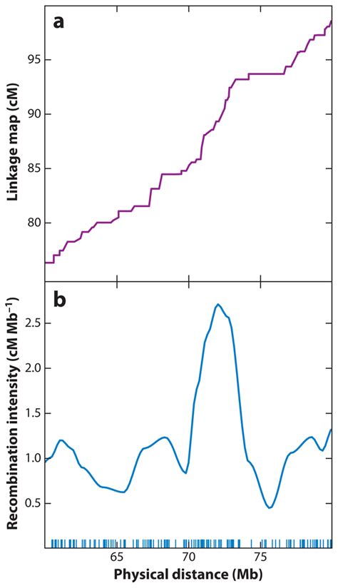 Genetic Versus Physical Maps A Genetic Map Location Versus Physical